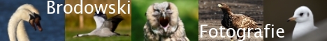 Bannerlink zur Brodowski-Fotografieseite
