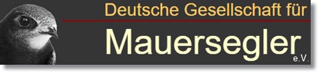 Mauersegler ev.