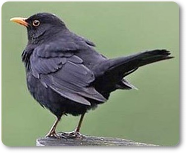 Amsel