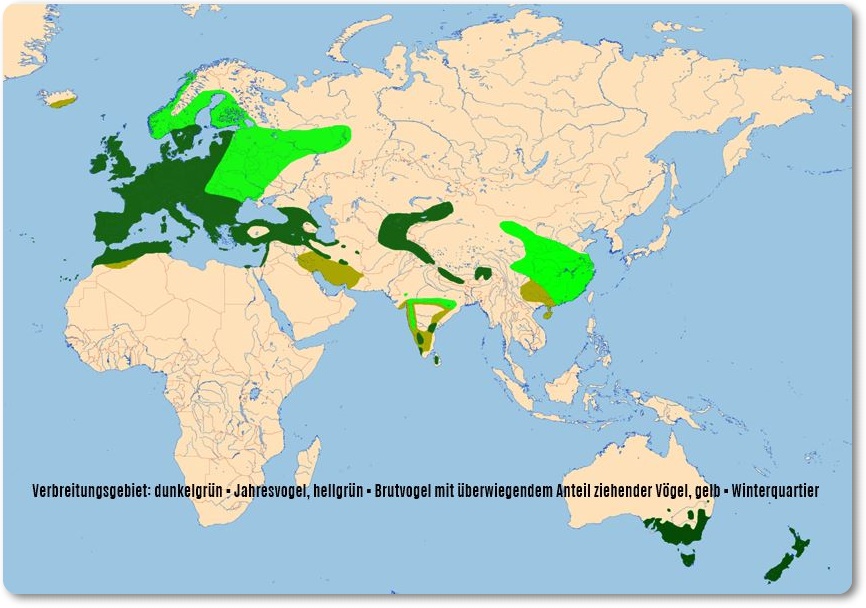 Weltkarte mit markiertem Verbreitungsgebieten der Amsel