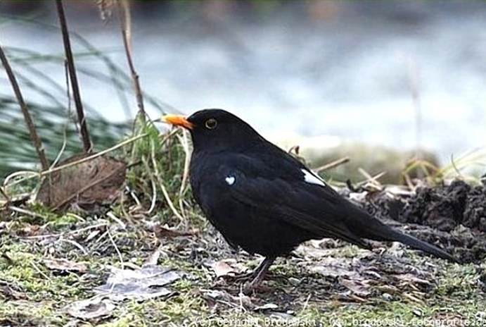Bild einer Amsel mit Gendefekt - weissen Farbflecken im Federkleid
