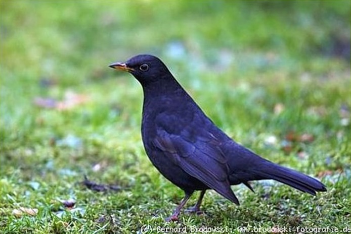 Bild einer Amsel mit blauem Federkleid - Immatur - unausgefaerbt