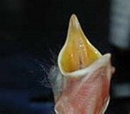 Bild eines Amseljungen-hungriger Schnabel