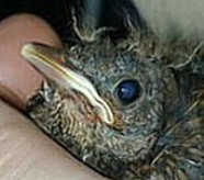 Bild eines Amseljungen-erstmals die Augen auf