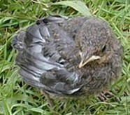 ild eines Amseljungen-Erstkontakt mit Gras