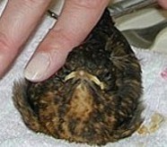 Bild eines Amseljungen-von der Hochzeitsbraut gestreichelt